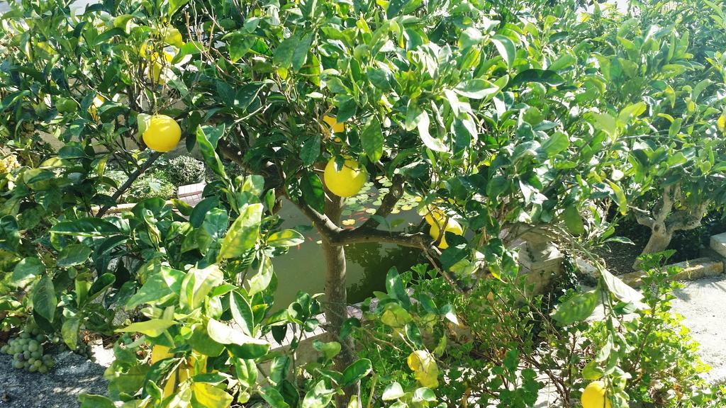Апартаменты Sole E Fiori Di Sicilia Вальдериче Экстерьер фото
