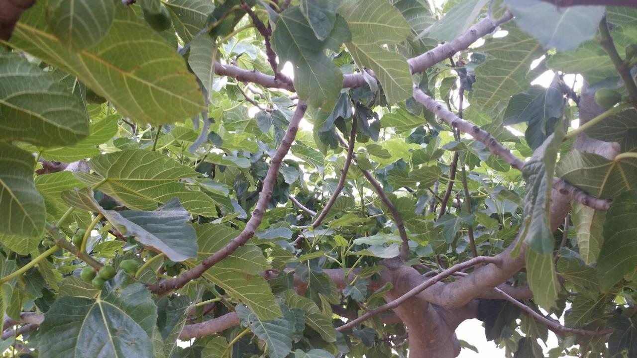 Апартаменты Sole E Fiori Di Sicilia Вальдериче Экстерьер фото